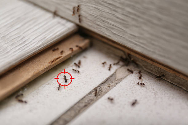 Best Pest Removal Services  in San Castle, FL